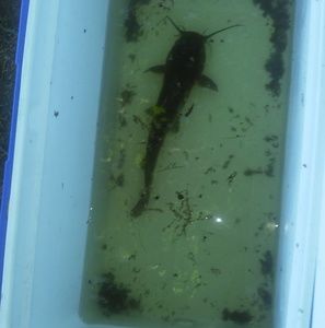 Meet your Posher, Louis